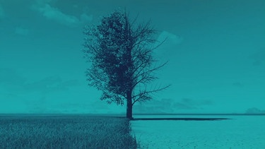 Symbolbild Dürre: Ein Baum, links mit Blättern und Wiese, rechts ohne Blätter auf Wüstenuntergrund | Bild: Copyright: BR, colourbox.com, picture-alliance/dpa; Montage: BR