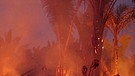 Waldbrand in Brasilien | Bild: Bayerischer Rundfunk