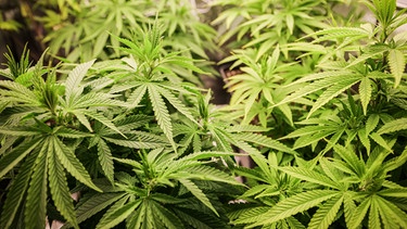 Cannabis-Legalisierung | Bild: Bayerischer Rundfunk 2024