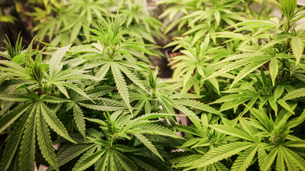 Cannabis-Legalisierung | Bild: Bayerischer Rundfunk 2024