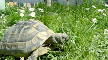 Schildkröte auf einer Wiese | Bild: BR Fernsehen
