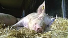 Schwein liegt im Stroh | Bild: Bayerischer Rundfunk