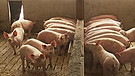 Schweine beim Futtern | Bild: Bayerischer Rundfunk