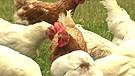 Hühner auf der Wiese | Bild: Bayerischer Rundfunk
