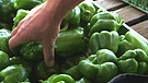 In der Solawi angebaute Paprika | Bild: Bayerischer Rundfunk