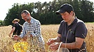 Die Solawi (Solidarische Landwirtschaft) von Michaela und Andreas Walz in Schäflohe bei Amberg erntet seltene Getreidesorten. | Bild: Bayerischer Rundfunk