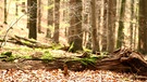 Spessart-Wald | Bild: Bayerischer Rundfunk