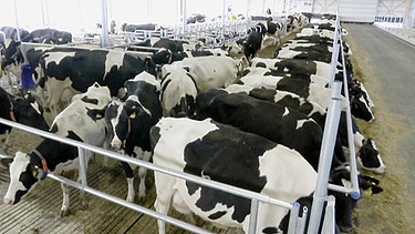 Stallgeschichten: Die Kühe der Familie Schmid im neuen Stall | Bild: BR Fernsehen