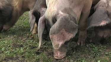 Schweine auf der Weide | Bild: Bayerischer Rundfunk