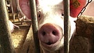Statusuntersuchung wegen Afrikanischer Schweinepest | Bild: Bayerischer Rundfunk