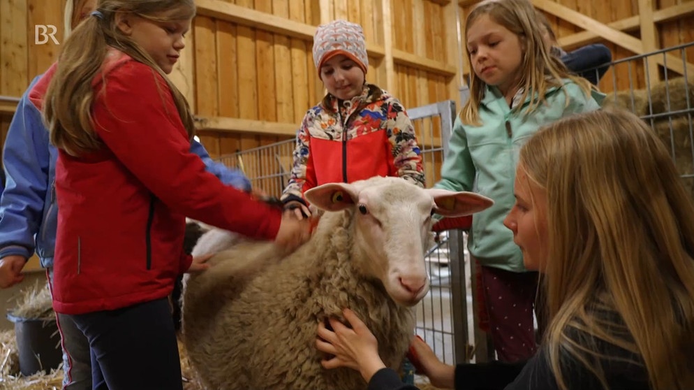 Die Kinder kümmern sich um Schafe auf der Youfarm | Bild: Bayerischer Rundfunk 2023