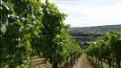 Ort des Weins | Bild: Bayerischer Rundfunk