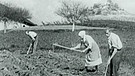 Bauern bearbeiten Acker | Bild: Bayerischer Rundfunk