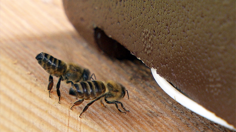 Honigbienen | Bild: Bayerischer Rundfunk
