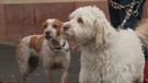 Die zwei Streunerhunde um die es geht | Bild: BR Fernsehen