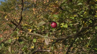 Ein Apfelbaum auf der Streuobstwiese | Bild: BR Fernsehen