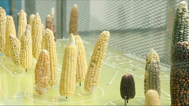 Maiskolben im Labor: Wie züchtet man klimaresistenten Mais? | Bild: Bayerischer Rundfunk 2022