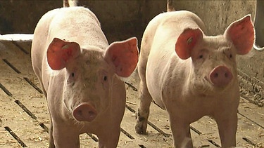 Schweine im Stall | Bild: Bayerischer Rundfunk