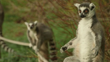 Kattas im Zoo | Bild: Bayerischer Rundfunk