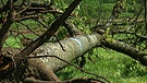 Gerodeter Baum auf Streuobstwiese | Bild: Bayerischer Rundfunk