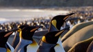 Vogelgrippe erreicht Antarktis | Bild: Bayerischer Rundfunk 2024