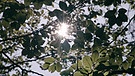 Blätter im Sonnenlicht | Bild: Bayerischer Rundfunk