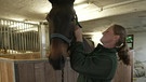 Vroni und ihr Pferd | Bild: BR Fernsehen