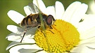 Fliege auf Blume | Bild: Bayerischer Rundfunk