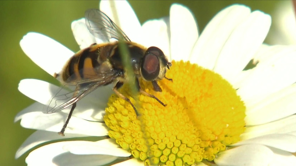 Fliege auf Blume | Bild: Bayerischer Rundfunk