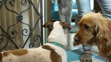 Oskar mit zwei weiteren Hunden | Bild: BR Fernsehen