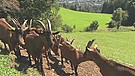 Aktion „Allgoiß“ will Ziegenfleisch beliebter machen | Bild: Bayerischer Rundfunk
