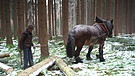Holzrücken mit dem Pferd | Bild: Bayerischer Rundfunk 2022