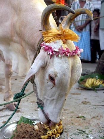 Hinduistisches Pongal-Fest in Sri Lanka | Bild: picture-alliance/dpa