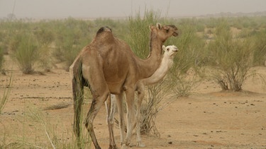 Wüste Sahara (Mali) | Bild: Xenia Kuhn 