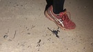 Vorsicht! Ein Skorpion. In Kambodscha ist es gefährlich, barfuß zu laufen. | Bild: BR | Katrin Waldenburg