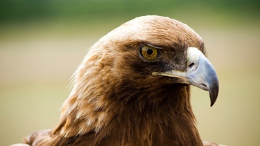 Adlerkopf, Vogel mit braunen Federn, gelben Augen und gekrümmtem Schnabel. | Bild: colourbox.com