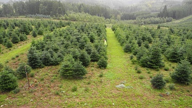 Eine Plantage für Christbäume: Hier werden Weihnachtsbäume für die nächsten Jahre angeplanzt. | Bild: BR-Bild