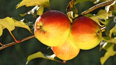 Äpfel hängen am Ast. | Bild: Picture alliance/dpa