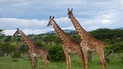 Giraffen im Naturreservat Naboisho in Kenia | Bild: Gentner