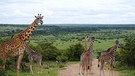 "Giraffen-Kindergarten" im Naturreservat Naboisho in Kenia | Bild: Gentner