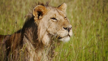 Löwen im Naturreservat Naboisho in Kenia | Bild: Gentner