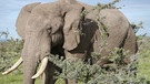 Elefant mit Stoßzahn im Naturreservat Naboisho in Kenia | Bild: Gentner