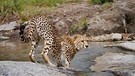 Gepard im Naturreservat Naboisho in Kenia | Bild: Gentner