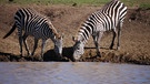Zebras im Naturreservat Naboisho in Kenia | Bild: Gentner