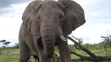 Ein Elefantenbulle im Naturreservat Naboisho in Kenia, Afrika | Bild: Gentner