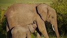 Elefantenjunges säugt bei Mutter im Naturreservat Naboisho in Kenia, Afrika | Bild: Gentner