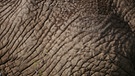 Haut eines Elefanten, Kenia, Afrika | Bild: Gentner