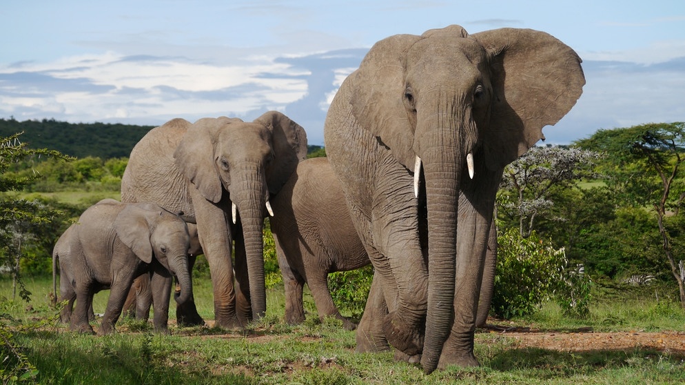 Elefanten-Familie im Naturreservat Naboisho in Kenia, Afrika | Bild: Gentner