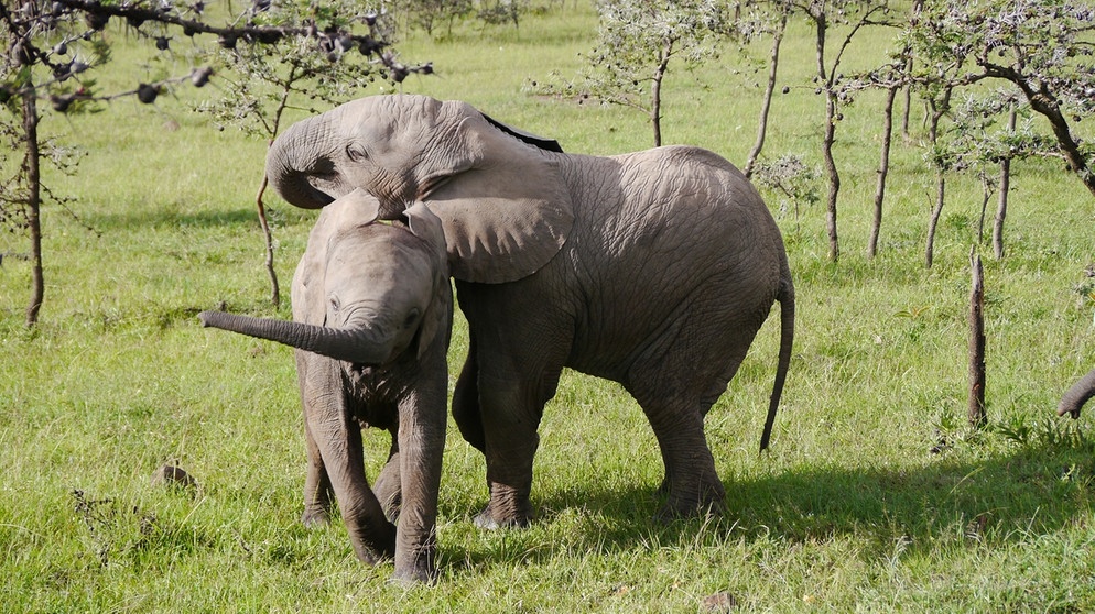 Elefanten-Kinder spielen im Naturreservat Naboisho in Kenia, Afrika | Bild: Gentner