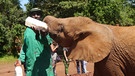 Im David Sheldrick Elefanten-Waisenhaus in Nairobi, Kenia, Afrika | Bild: Gentner